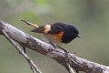 American Redstart 2012-05-05